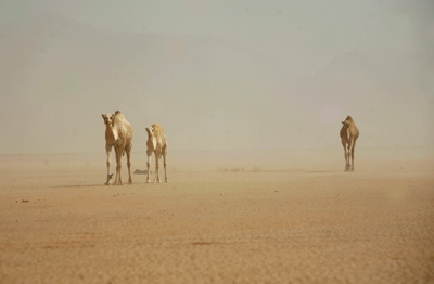 WADI RUM SANDSTRUM KAMELE